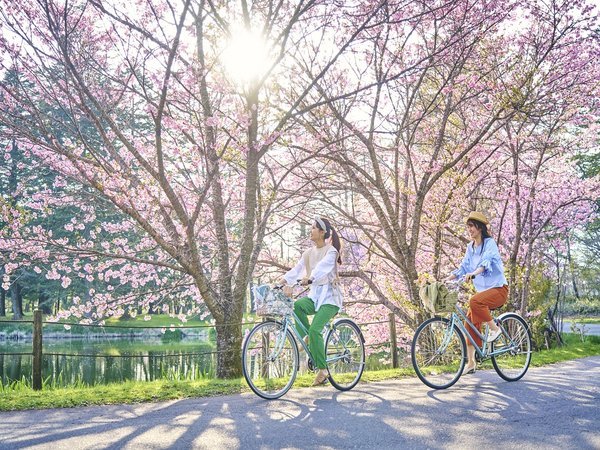 サイクリングをしながら、お花見をお楽しみください。