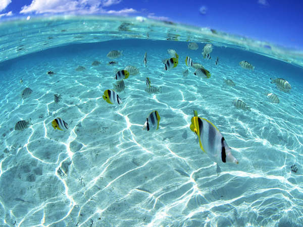 透明度抜群の倉崎ビーチでは熱帯魚やサンゴなど色んな生物がご覧いただけます★
