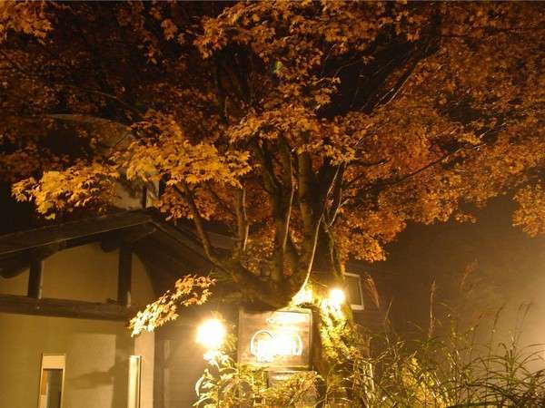 正面玄関にある紅葉した楓をライトアップしています。