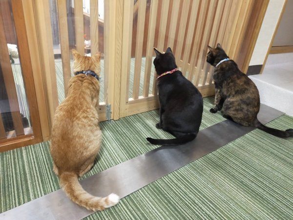 猫スタッフ達