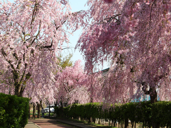 #喜多方の桜の名所日中線のしだれ桜は4月中旬～下旬が見頃です