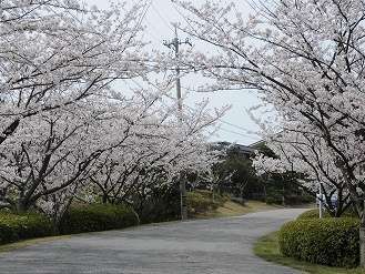 当館桜並木の例年の見頃は４月中旬♪