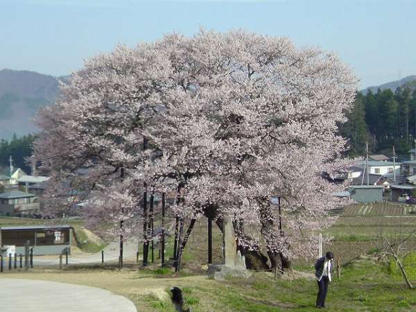 黒部のエドヒガン桜。ピンクの色が濃く、きれいです。農村の風景とのコラボがグー
