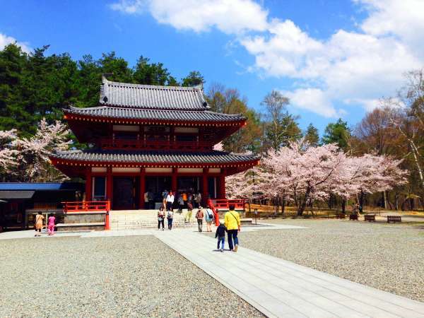 聖光寺の桜。本州で最後に咲くソメイヨシノとして有名です。GWが見ごろです。