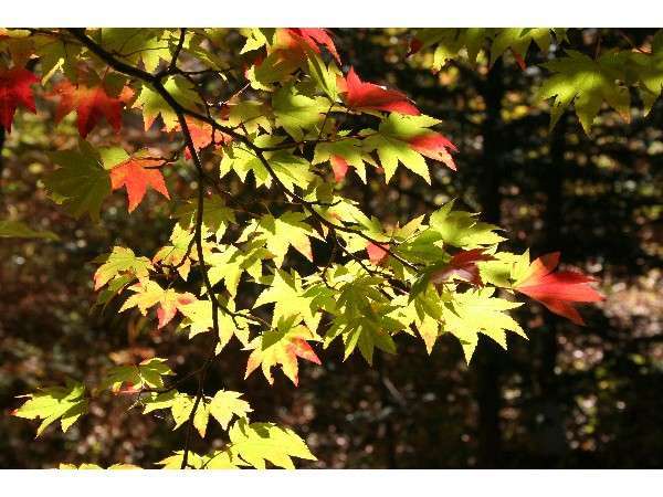 光差す紅葉もみじ