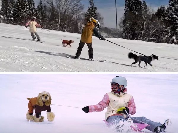 徒歩０分白馬乗鞍温泉スキー場では犬と一緒に乗れるリフトがあります。
