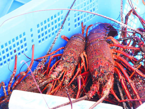 竜宮料理の宿 八島(やしま)の写真その4