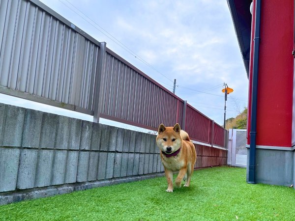 ドッグラン完備の貸別荘で、愛犬と心ゆくまで遊びましょう！のんびり癒されること間違いなしです。