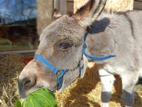 庭には草を食むロバ。おやつをあげて触れ合う時間もいいですよ。