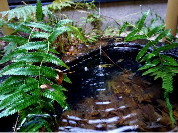 お庭の水面。