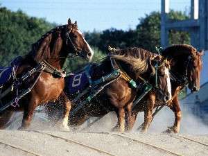 【観光】「ばんえい十勝」帯広競馬場まで徒歩１０分。熱いレースを観戦しよう！