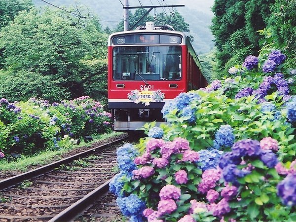 *毎年6月には箱根登山鉄道にてあじさい電車を運行中
