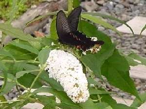 中庭に咲く花々に蝶々達が舞い飛ぶ夏のイゾラーナ