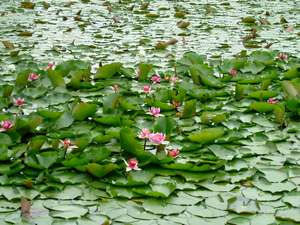 初夏いもり池の赤睡蓮の花