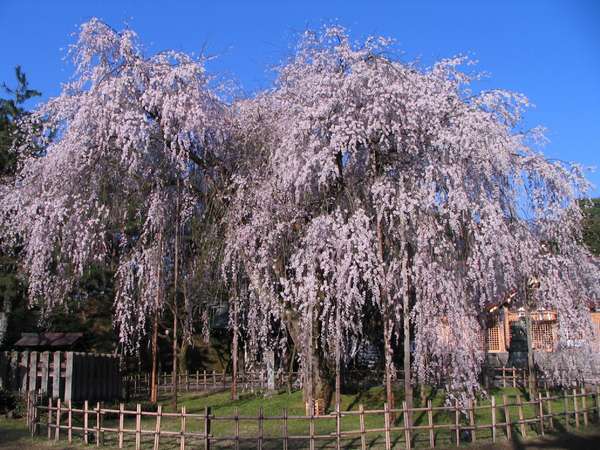 足羽神社の樹齢360年の枝垂れ桜です。開花期間中は夜桜を楽しむライトアップもあります。