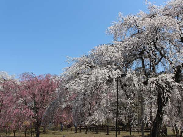 清雲寺しだれ桜。見頃は3月下旬から4月中旬（両神荘より車で約20分）