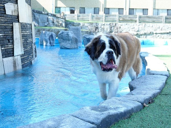 滝のある中庭ドッグラン　大型犬でも広々です。