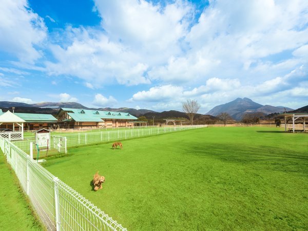 屋外ドッグランは全部で3面。小型犬・中型犬・大型犬に分かれています。