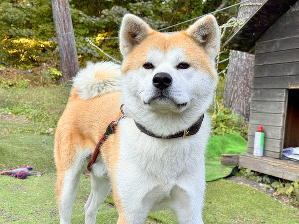 看板犬 もんちゃん☆彡