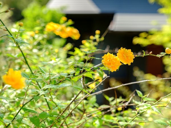 敷地内の植栽