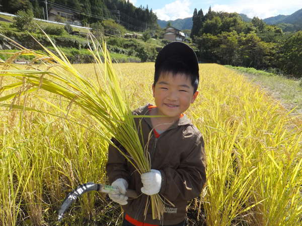 お米は「自家栽培のコシヒカリ」を使用しています。