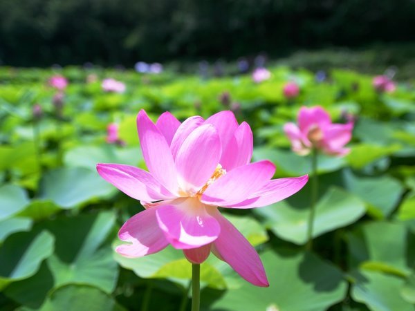 【周辺】二ツ屋の二千年蓮。夏には当館からすぐ近くでご覧頂けます。