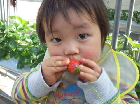 お子様も大喜びの甘～いイチゴが食べ放題♪ママ～美味しいね！