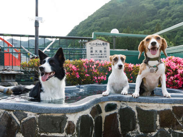 ペット同室宿泊パイオニアの宿 きぬ川国際ホテルの写真その2