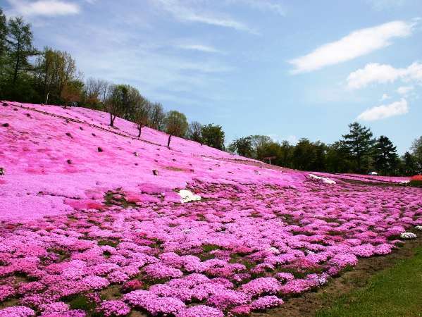 太陽の丘に咲き誇る「芝桜」