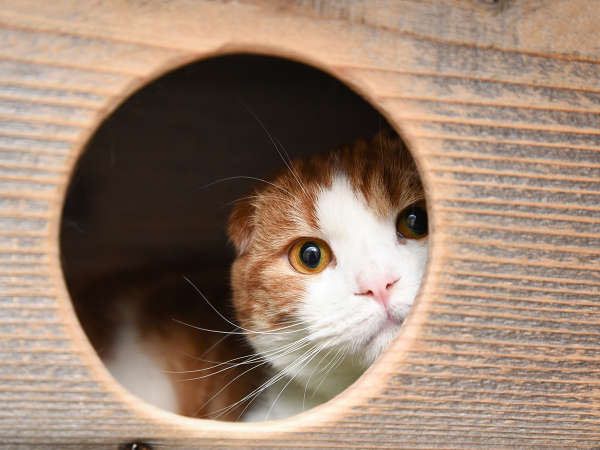 *看板猫の「なび」がお出迎え♪