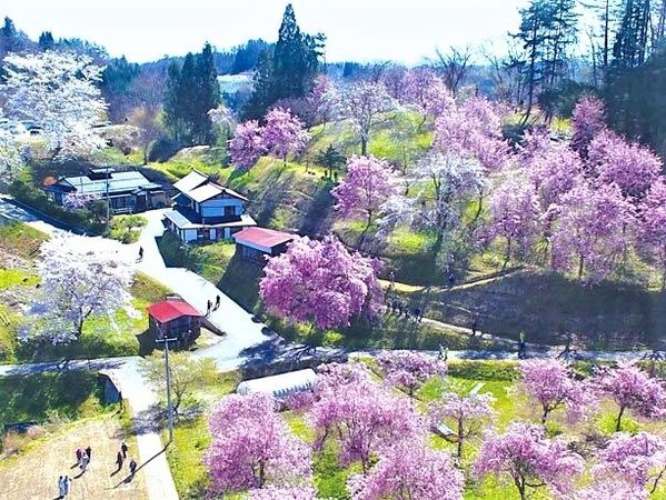 名所「立屋の桜」例年4/中旬頃見ごろです