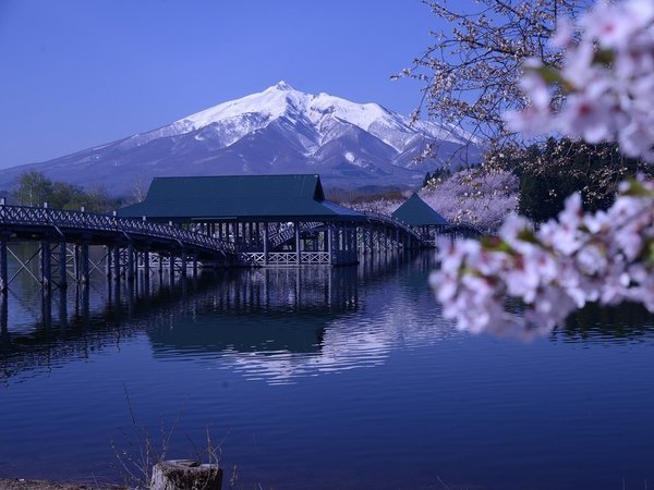 鶴の舞橋と桜
