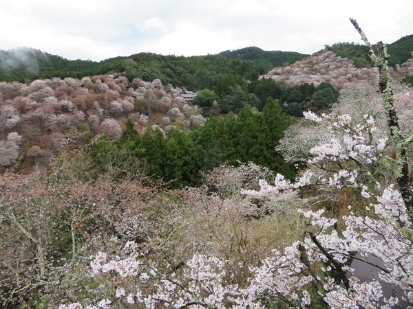 春　桜　
