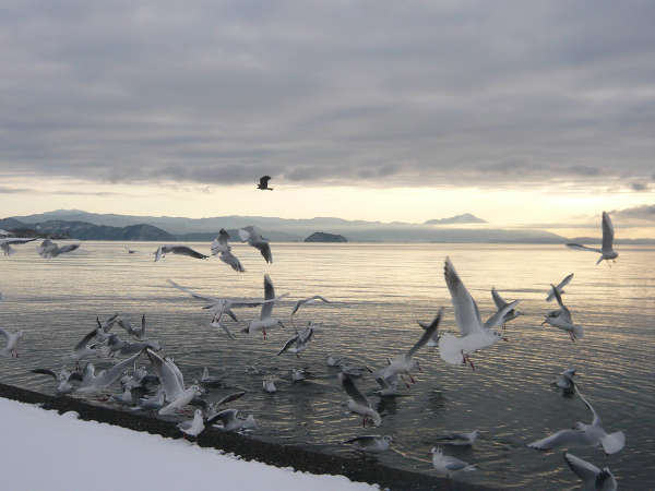 【冬の湖畔】渡り鳥のユリカモメ。12月～4月頭の間だけ見える風景です