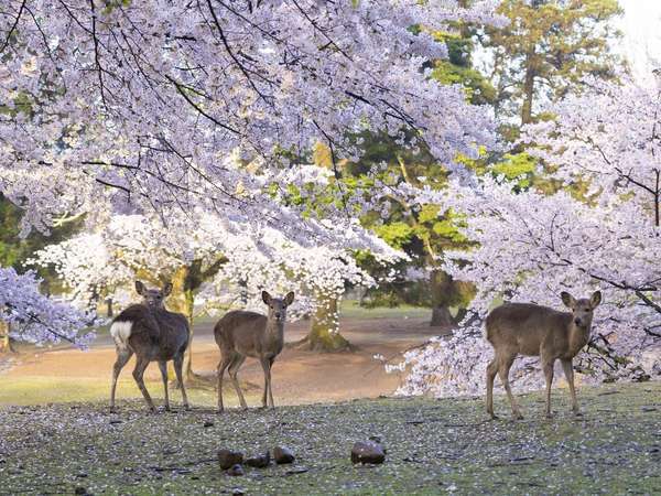 春の奈良公園。