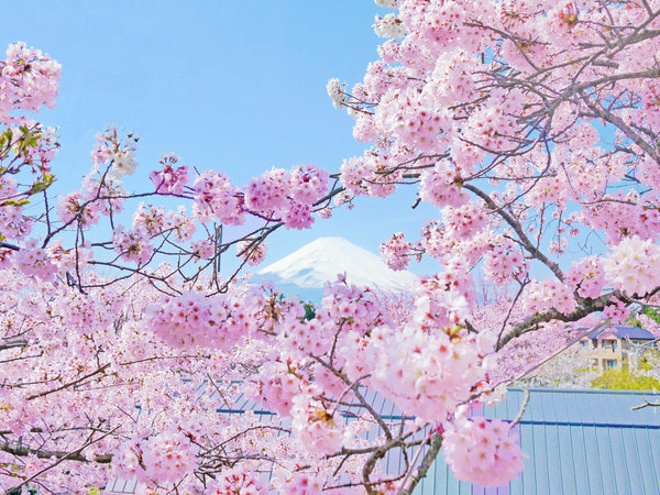 富士山と桜のコラボレーション！開花状況は時之公式HPをご覧いただくか、お電話でお問い合わせ下さいませ。