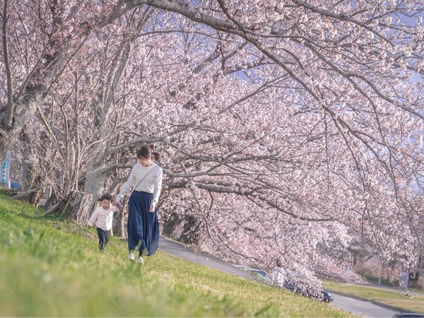 Ｃ．ハナチロ　清流宮川堤に咲きほこる桜