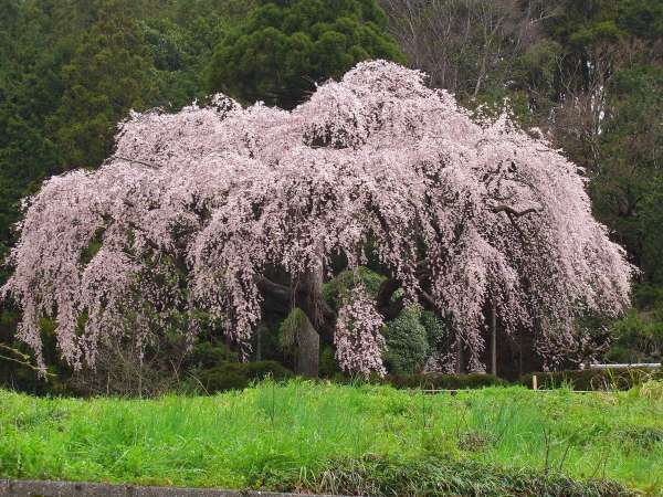 秋葉神社近く中越家のしだれ桜　ゆの森から車で30分