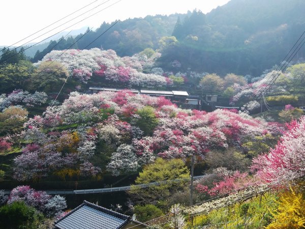 中津渓谷ゆの森の写真その2