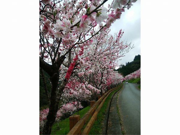 仁淀川町引地橋のハナモモ　ゆの森から車で5分　2019年３月29日撮影