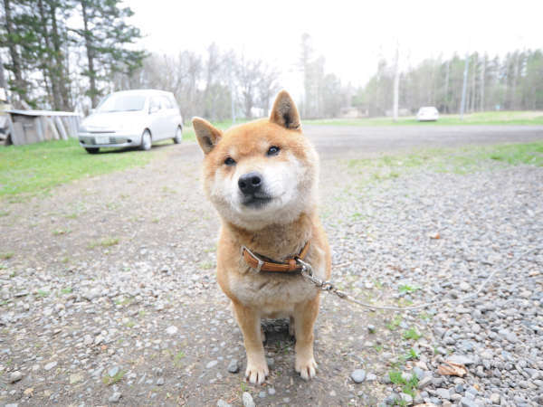 【愛犬】キンタ君がお客様をお迎えします。