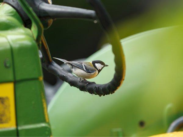 庭を住処とする無数の虫や野鳥たちにも配慮された環境を整えています