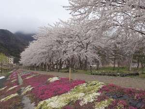 湖畔の遊歩道にて、桜と芝桜が綺麗です。　2007.4.18撮影