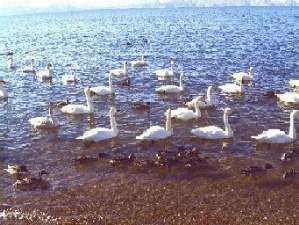 白鳥飛来地(志田浜）