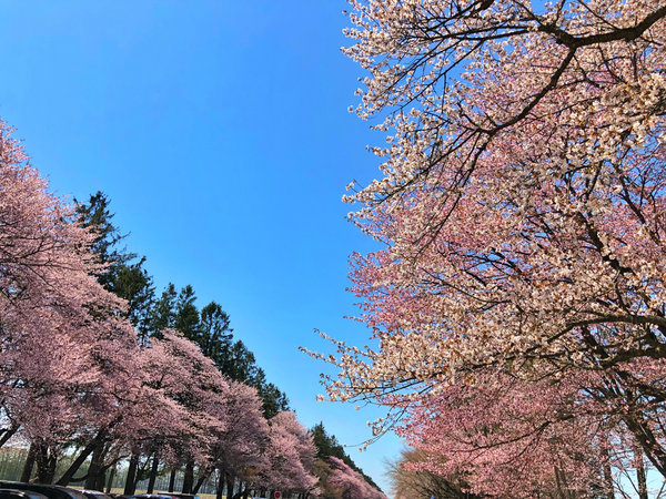 静内二十間道路の桜並木