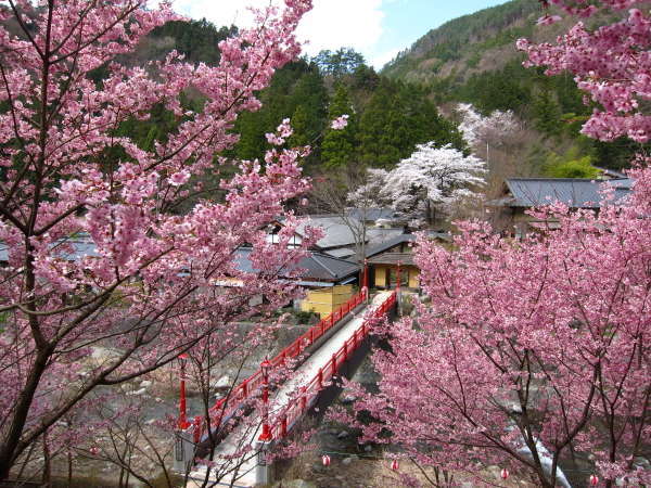 庭園内に架かる朱色の亀橋と桜のピンクが美しいコントラスト（例年4月10日前後が見頃）