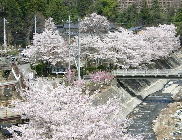 「桜の宿」と呼ばれる由縁（例年4月10日前後が見頃）