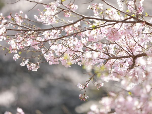 清里の桜は、4月中旬頃～が見ごろです♪