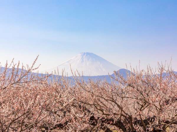 小田原ターミナルホテルの写真その3