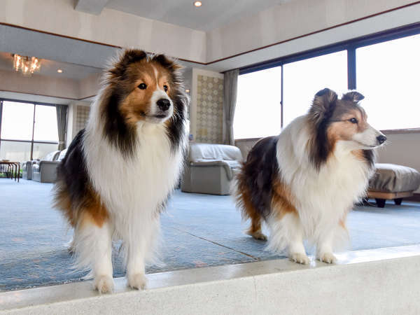 伊勢二見 愛犬と泊まれる旅館 まつしんの写真その2